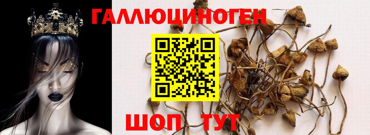 Галлюциногенные грибы GOLDEN TEACHER  Вход с VPN  Темрюк 